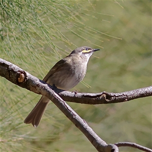 Caligavis chrysops (Yellow-faced Honeyeater) at Higgins, ACT - 14 Sep 2025 by MichaelWenke
