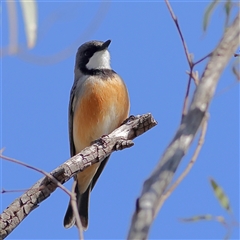 Pachycephala rufiventris (Rufous Whistler) at Higgins, ACT - 14 Sep 2025 by MichaelWenke