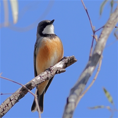 Pachycephala rufiventris (Rufous Whistler) at Higgins, ACT - 14 Sep 2025 by MichaelWenke