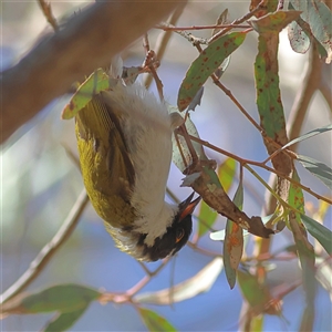 Melithreptus lunatus (White-naped Honeyeater) at Higgins, ACT - 14 Sep 2025 by MichaelWenke