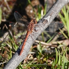 Diplacodes bipunctata (Wandering Percher) at Hall, ACT - 13 Sep 2025 by Anna123