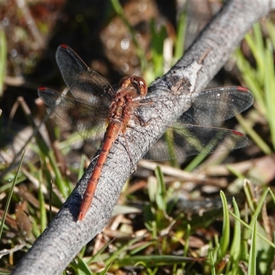 Diplacodes bipunctata (Wandering Percher) at Hall, ACT - 13 Sep 2025 by Anna123