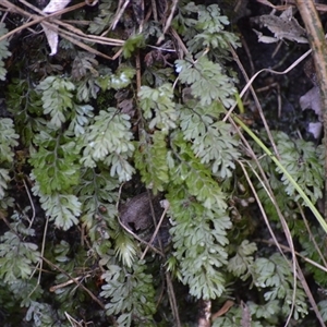 Hymenophyllum cupressiforme (Common Filmy Fern) at Bangalee, NSW - 15 Sep 2025 by plants