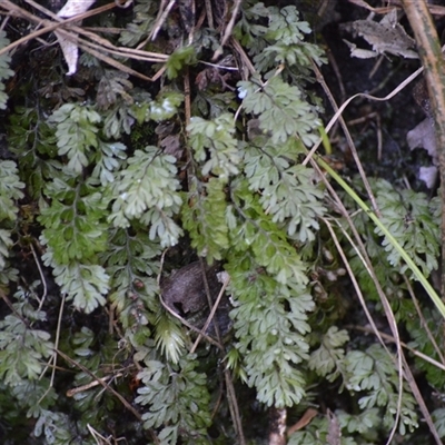 Hymenophyllum cupressiforme (Common Filmy Fern) at Bangalee, NSW - 15 Sep 2025 by plants
