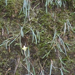 Dockrillia striolata (Streaked Rock Orchid) at Bangalee, NSW - 15 Sep 2025 by plants