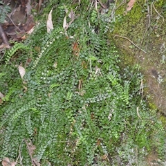Asplenium flabellifolium (Necklace Fern) at Bangalee, NSW - 15 Sep 2025 by plants