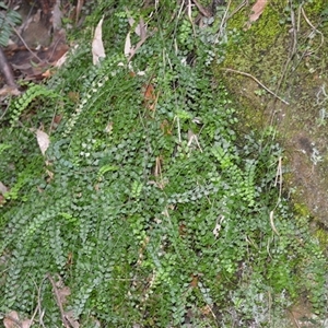 Asplenium flabellifolium (Necklace Fern) at Bangalee, NSW - 15 Sep 2025 by plants