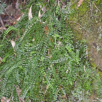 Asplenium flabellifolium (Necklace Fern) at Bangalee, NSW - 15 Sep 2025 by plants