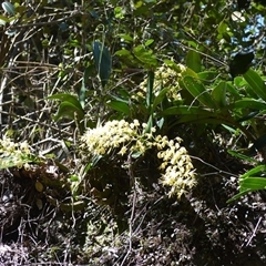 Dendrobium speciosum (Rock Lily) at Watersleigh, NSW - 14 Sep 2025 by plants