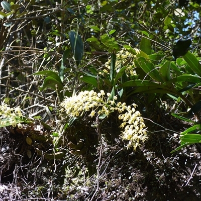 Dendrobium speciosum (Rock Lily) at Watersleigh, NSW - 14 Sep 2025 by plants