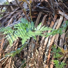 Davallia solida var. pyxidata (Hare's Foot Fern) at Watersleigh, NSW - 14 Sep 2025 by plants