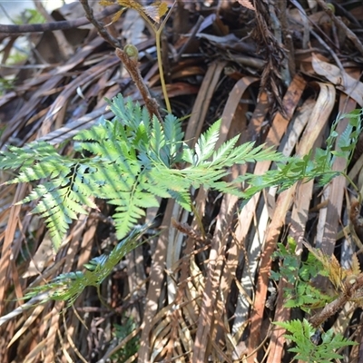 Davallia solida var. pyxidata (Hare's Foot Fern) at Watersleigh, NSW - 14 Sep 2025 by plants