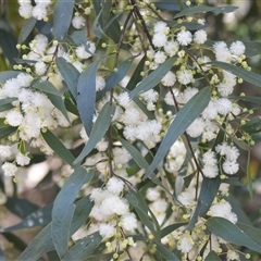 Acacia binervata (Two-veined Hickory) at Bangalee, NSW - 15 Sep 2025 by plants