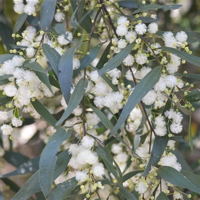 Acacia binervata (Two-veined Hickory) at Bangalee, NSW - 15 Sep 2025 by plants