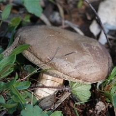 Bolete sp. at Hall, ACT - 14 Sep 2025 by Anna123