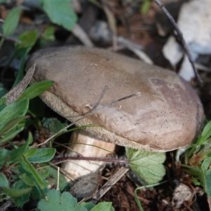 Bolete sp. at Hall, ACT - 14 Sep 2025 by Anna123