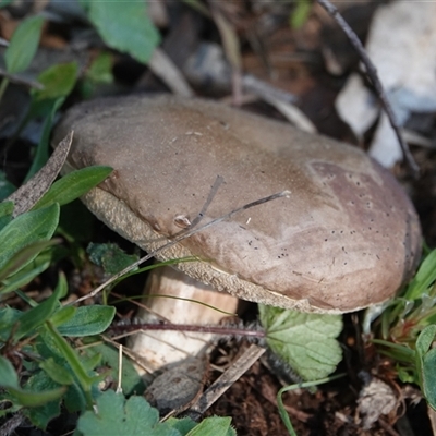 Bolete sp. at Hall, ACT - 14 Sep 2025 by Anna123
