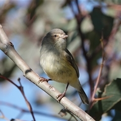 Smicrornis brevirostris (Weebill) at Hall, ACT - 14 Sep 2025 by Anna123