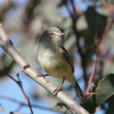 Smicrornis brevirostris (Weebill) at Hall, ACT - 14 Sep 2025 by Anna123