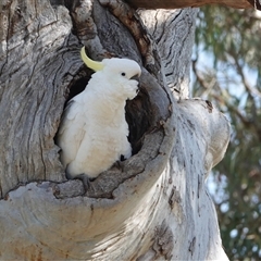 Cacatua galerita (Sulphur-crested Cockatoo) at Hall, ACT - 14 Sep 2025 by Anna123