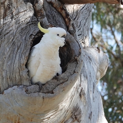 Cacatua galerita (Sulphur-crested Cockatoo) at Hall, ACT - 14 Sep 2025 by Anna123