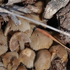 Coprinellus etc. (An Inkcap) at Hall, ACT - 14 Sep 2025 by Anna123
