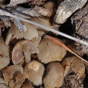 Coprinellus etc. (An Inkcap) at Hall, ACT - 14 Sep 2025 by Anna123