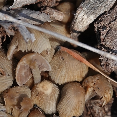 Coprinellus etc. (An Inkcap) at Hall, ACT - 14 Sep 2025 by Anna123