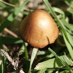 zz agaric (stem; gills not white/cream) at Hall, ACT - 14 Sep 2025 by Anna123