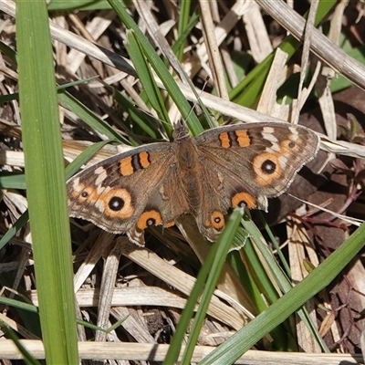 Junonia villida (Meadow Argus) at Hall, ACT - 14 Sep 2025 by Anna123