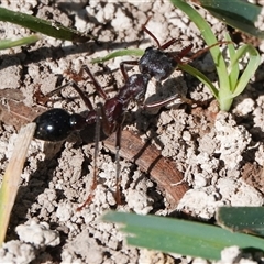 Myrmecia sp. (genus) (Bull ant or Jack Jumper) at Hall, ACT - 14 Sep 2025 by Anna123