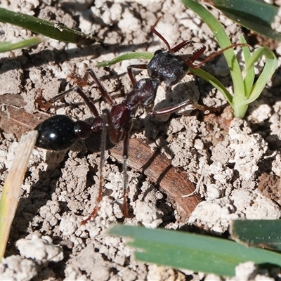 Myrmecia sp. (genus) (Bull ant or Jack Jumper) at Hall, ACT - 14 Sep 2025 by Anna123