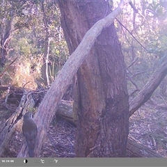 Cormobates leucophaea (White-throated Treecreeper) at Oakdale, NSW - 15 Sep 2025 by bufferzone