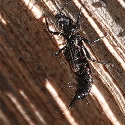 Idolothrips spectrum (Giant thrips) at Hall, ACT - 14 Sep 2025 by Anna123