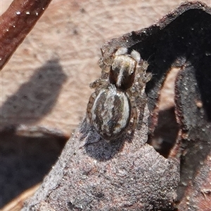 Maratus pavonis (Dunn's peacock spider) at Hall, ACT - 14 Sep 2025 by Anna123
