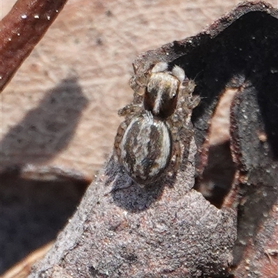 Maratus pavonis (Dunn's peacock spider) at Hall, ACT - 14 Sep 2025 by Anna123