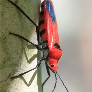 Thunbergia augur (a seed bug) at Cedar Creek, QLD - 11 Sep 2025 by DAdeGroot