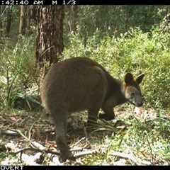 Wallabia bicolor (Swamp Wallaby) at Oakdale, NSW - 11 Sep 2025 by bufferzone