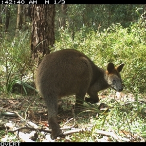Wallabia bicolor (Swamp Wallaby) at Oakdale, NSW - 11 Sep 2025 by bufferzone