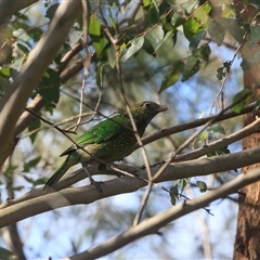 Ailuroedus crassirostris (Green Catbird) at Samsonvale, QLD - 20 Jul 2025 by DAdeGroot