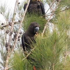 Calyptorhynchus lathami lathami (Glossy Black-Cockatoo) at Mount Samson, QLD - 28 Jun 2025 by DAdeGroot