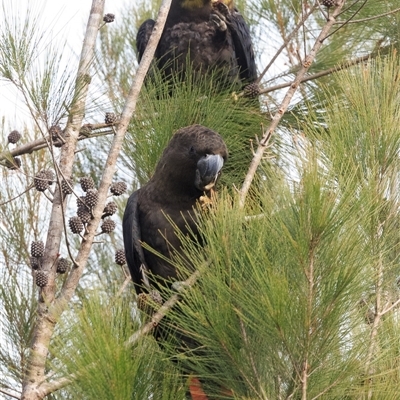 Calyptorhynchus lathami lathami (Glossy Black-Cockatoo) at Mount Samson, QLD - 28 Jun 2025 by DAdeGroot