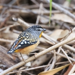 Pardalotus punctatus (Spotted Pardalote) at Highfields, QLD - 29 Jun 2024 by DAdeGroot