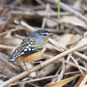 Pardalotus punctatus at Highfields, QLD - 29 Jun 2024 10:53 AM