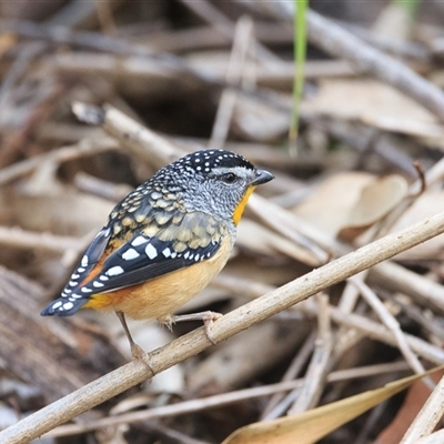 Pardalotus punctatus (Spotted Pardalote) at Highfields, QLD - 29 Jun 2024 by DAdeGroot