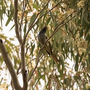 Anthochaera phrygia (Regent Honeyeater) by DAdeGroot