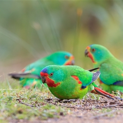 Lathamus discolor (Swift Parrot) at Adventure Bay, TAS - 30 Oct 2023 by DAdeGroot