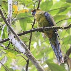 Platycercus caledonicus (Green Rosella) at Notley Hills, TAS - 7 Nov 2023 by DAdeGroot