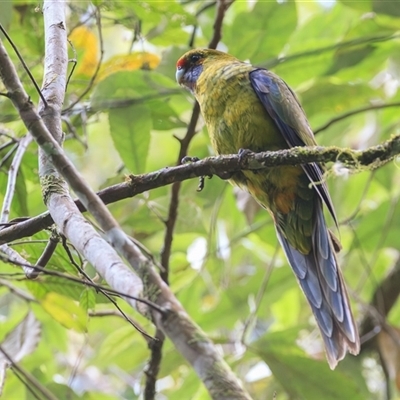 Platycercus caledonicus (Green Rosella) at Notley Hills, TAS - 7 Nov 2023 by DAdeGroot