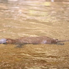 Ornithorhynchus anatinus (Platypus) at Lilydale, TAS - 5 Nov 2023 by DAdeGroot